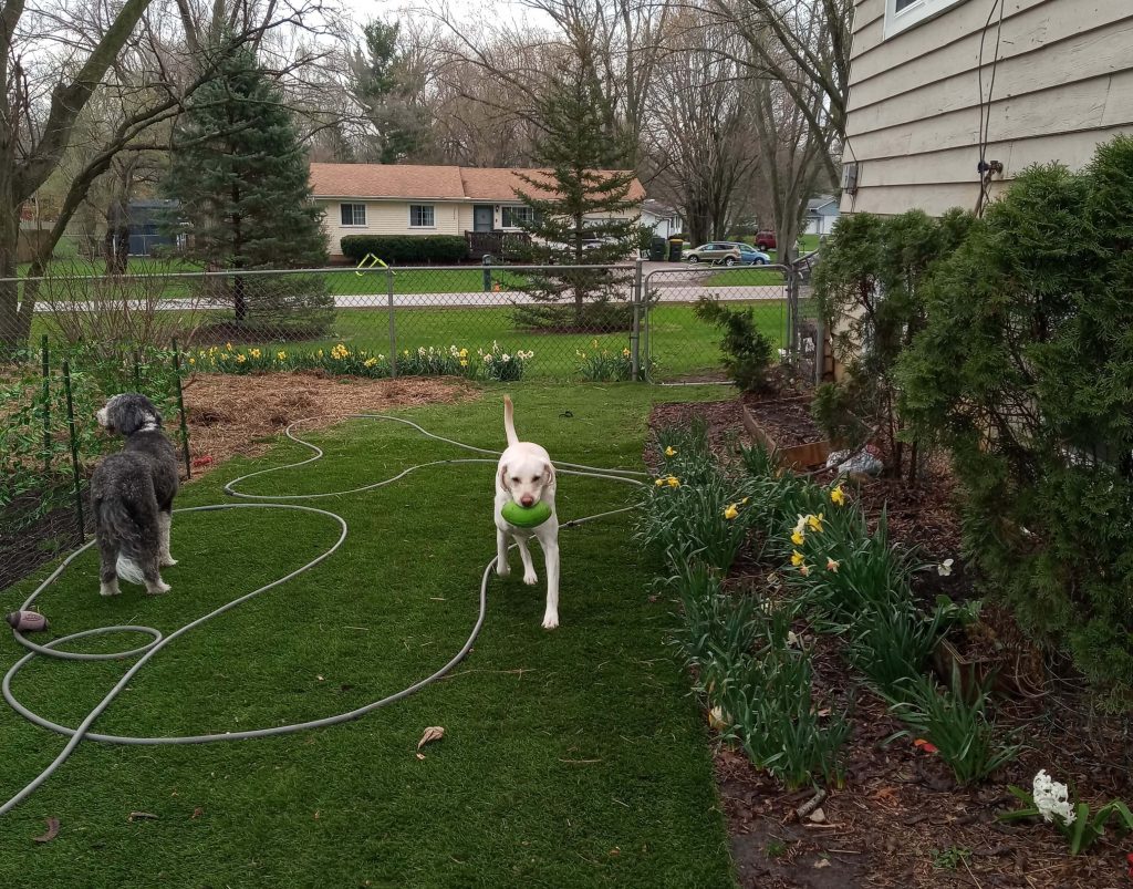 dog playing in backyard